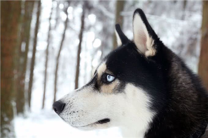 到底是狼是狗，长得最像狼的狗狗种类，你都认识吗