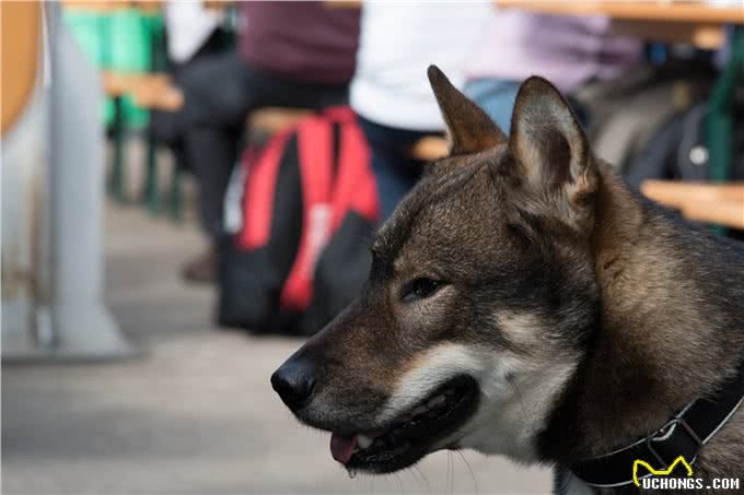到底是狼是狗，长得最像狼的狗狗种类，你都认识吗