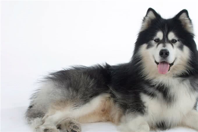 到底是狼是狗，长得最像狼的狗狗种类，你都认识吗