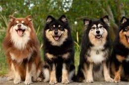 到底是狼是狗，长得最像狼的狗狗种类，你都认识吗