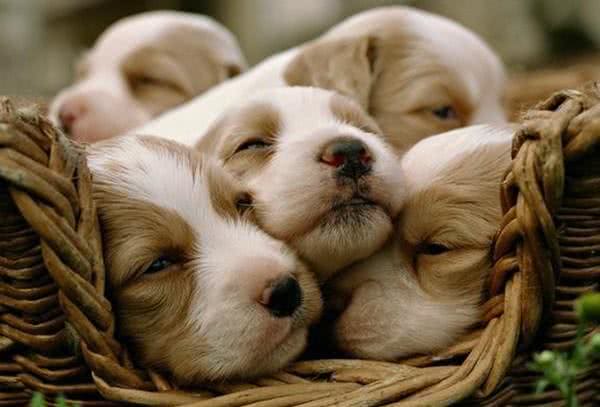 六招让狗狗安静的小妙招!