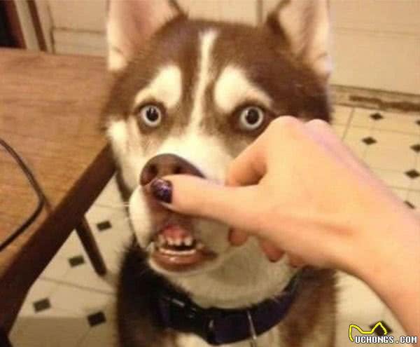 六招让狗狗安静的小妙招!