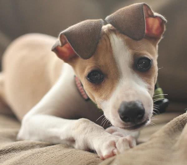 六招让狗狗安静的小妙招!