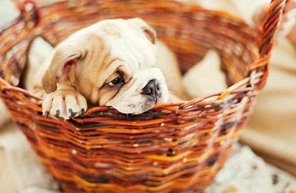 六招让狗狗安静的小妙招!