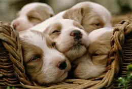 六招让狗狗安静的小妙招!