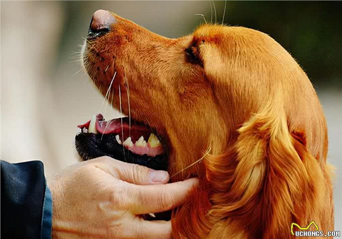 口腔问题的困扰：狗狗牙结石口臭怎么办，才比较好?