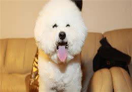 口腔问题的困扰：狗狗牙结石口臭怎么办，才比较好?