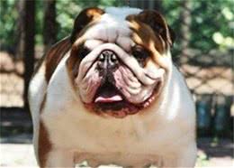 美国恶霸犬与斗牛犬的不同之处