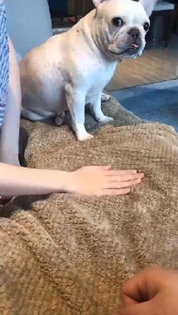 一只被迫合掌的狗狗，一脸懵逼的样子:这样对吗?