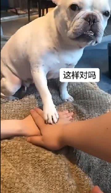 一只被迫合掌的狗狗，一脸懵逼的样子:这样对吗?