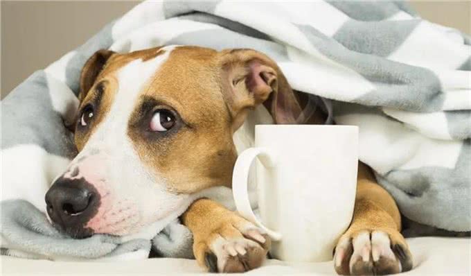 狗狗都会生哪些病?附上治疗方法