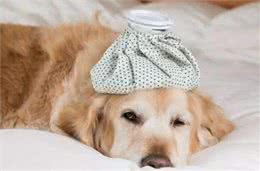 狗狗都会生哪些病?附上治疗方法