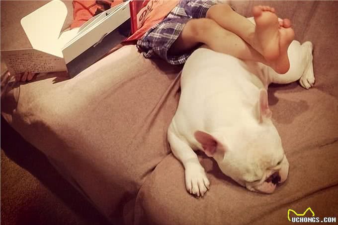 到底该不该饲养法国斗牛犬，进来看看就知道了