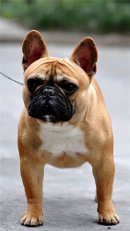 到底该不该饲养法国斗牛犬，进来看看就知道了