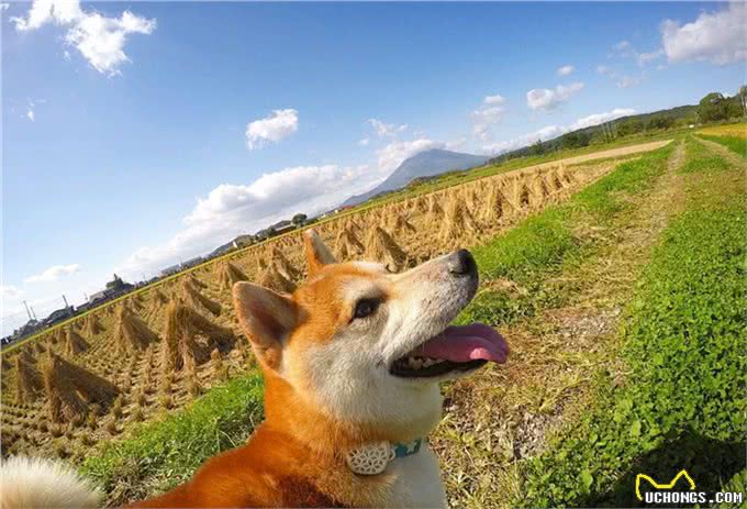 汪星人那些事，纠正狗狗护食的小妙招