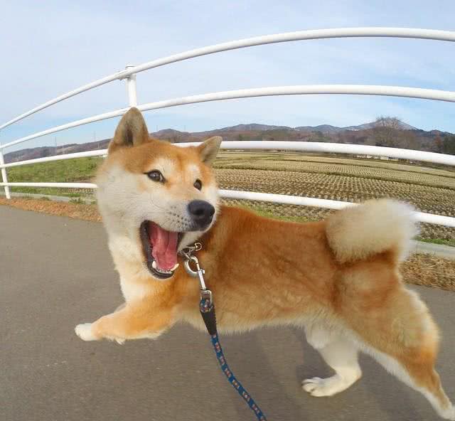 汪星人那些事，纠正狗狗护食的小妙招