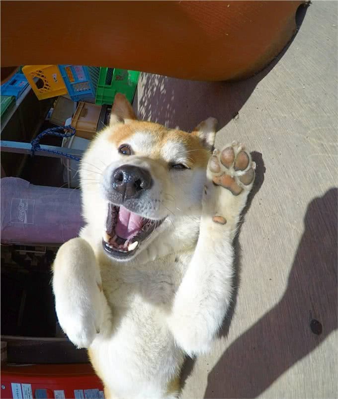 汪星人那些事，纠正狗狗护食的小妙招