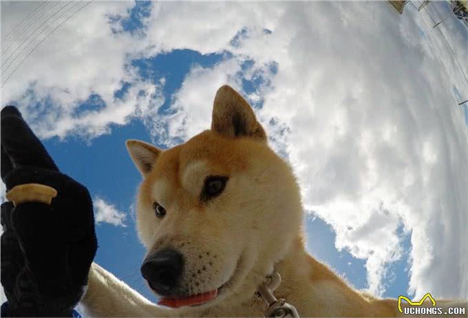 汪星人那些事，纠正狗狗护食的小妙招