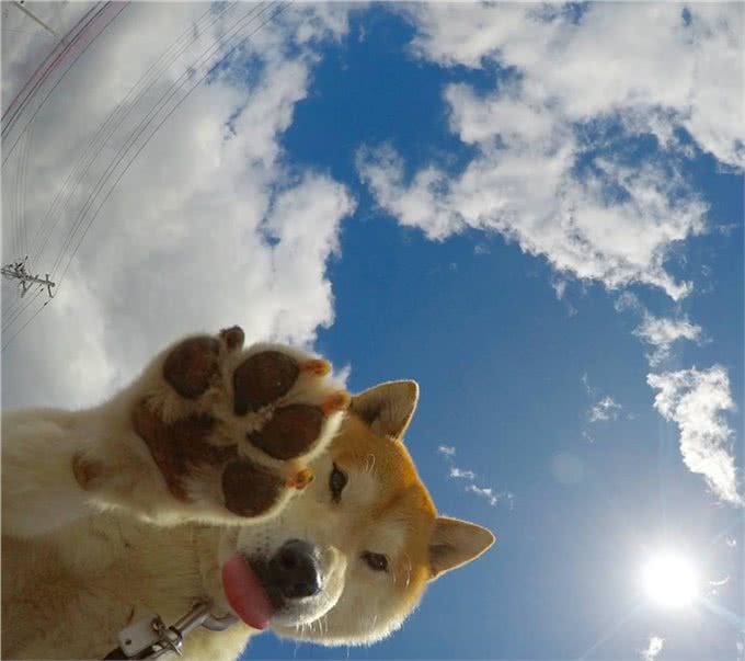 汪星人那些事，纠正狗狗护食的小妙招