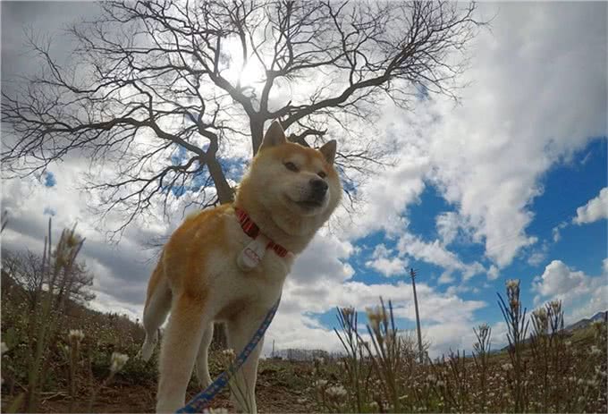 汪星人那些事，纠正狗狗护食的小妙招