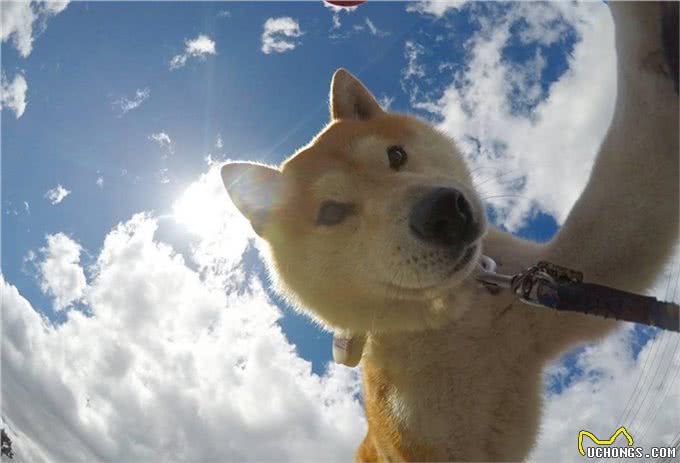 汪星人那些事，纠正狗狗护食的小妙招