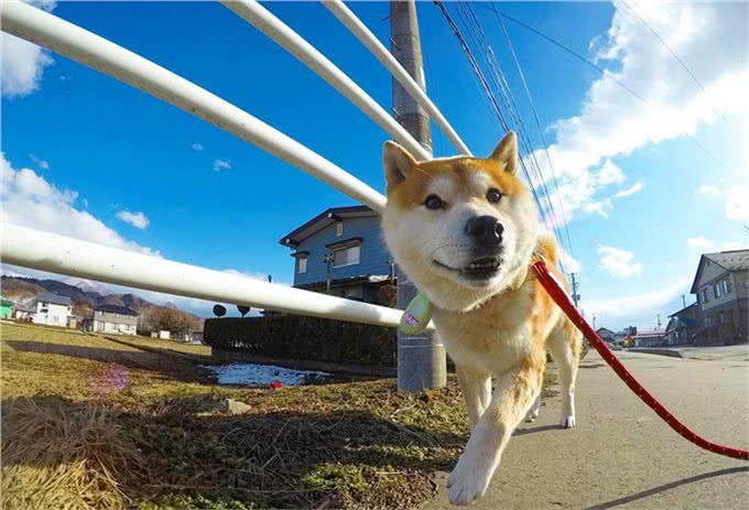 汪星人那些事，纠正狗狗护食的小妙招