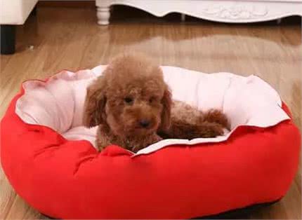 捡屎官必看!五个小方法让狗狗更长寿