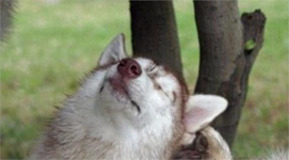 如何处理小狗耳朵上的癣