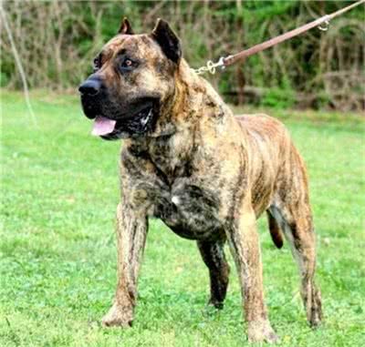 加纳利犬怎么训练?加纳利犬乱咬人吗?