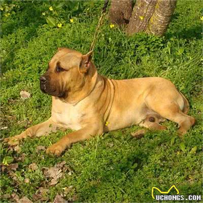 加纳利犬怎么训练?加纳利犬乱咬人吗?