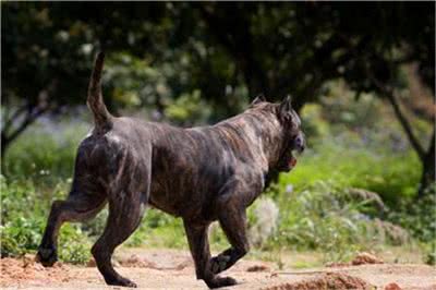 加纳利犬怎么训练?加纳利犬乱咬人吗?