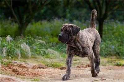 加纳利犬怎么训练?加纳利犬乱咬人吗?