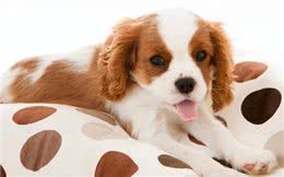 狗狗的社交天赋有哪些?