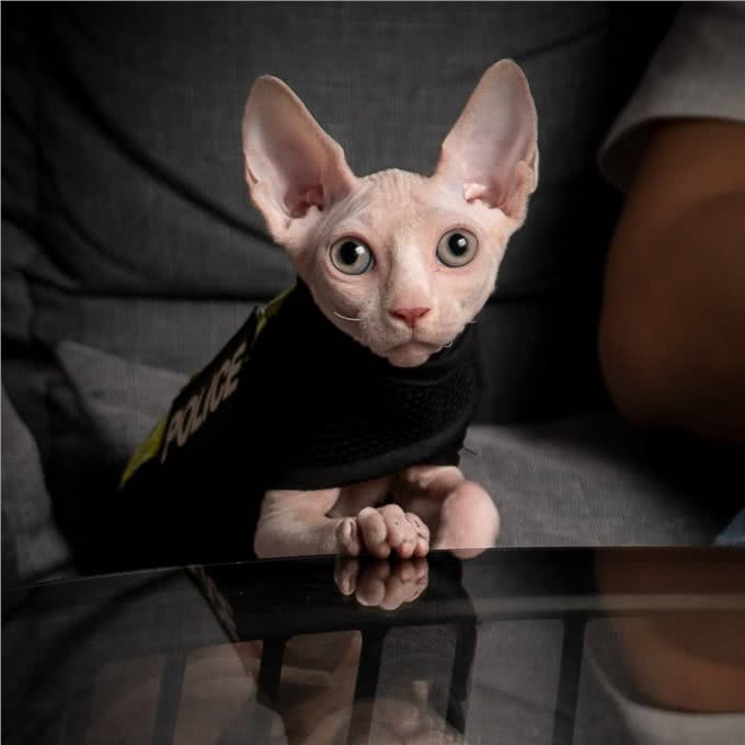 为何越来越多人养无毛猫?网友：养了就不想换猫了