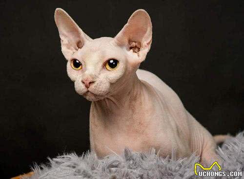 为何越来越多人养无毛猫?网友：养了就不想换猫了