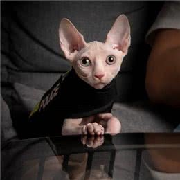 为何越来越多人养无毛猫?网友：养了就不想换猫了