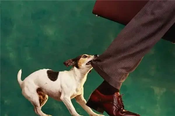 狗狗为什么喜欢咬人脚后跟?除了天性，还有这几层含义