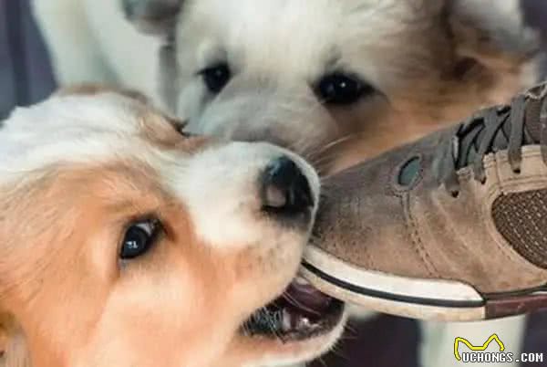 狗狗为什么喜欢咬人脚后跟?除了天性，还有这几层含义