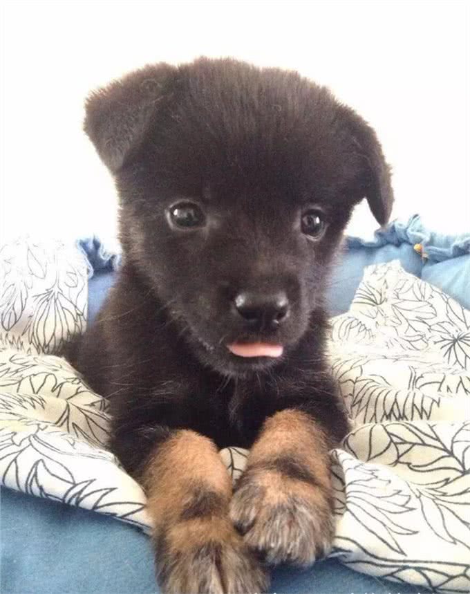 小小狗的日常护理怎样预防犬瘟和细小?