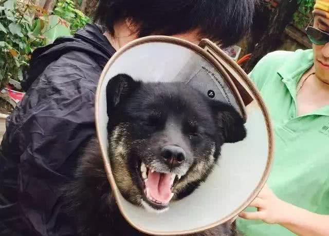 小小狗的日常护理怎样预防犬瘟和细小?