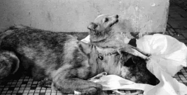 狗换头手术成功，首例活体换人头手术找到志愿者，最终结果如何