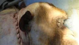 狗换头手术成功，首例活体换人头手术找到志愿者，最终结果如何