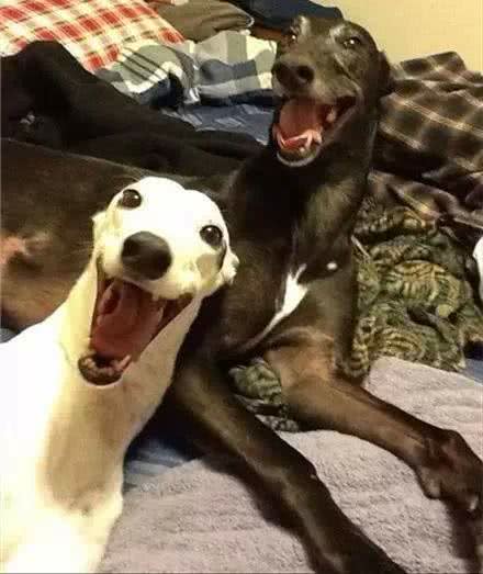 有一种酷炫，叫别人家的狗狗