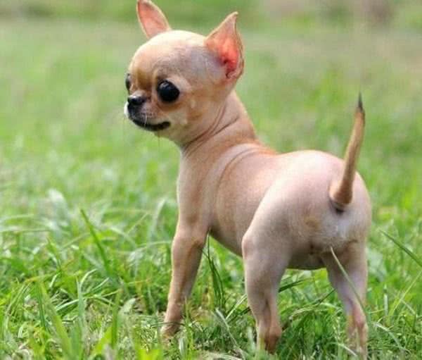 你知道体型最大的和最小的狗狗相差多少吗?