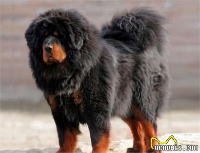 你知道体型最大的和最小的狗狗相差多少吗?