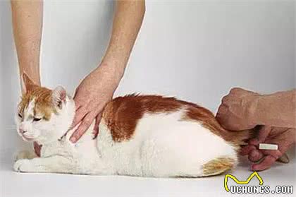 怎么给猫咪测量体温?