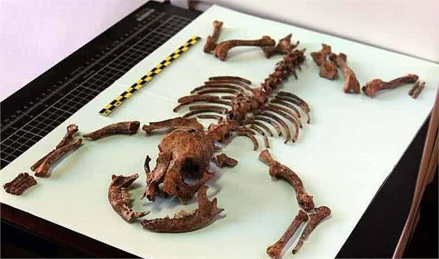 西班牙考古出2千年前小狗遗骸，成古罗马养宠证明，宠物地位不高