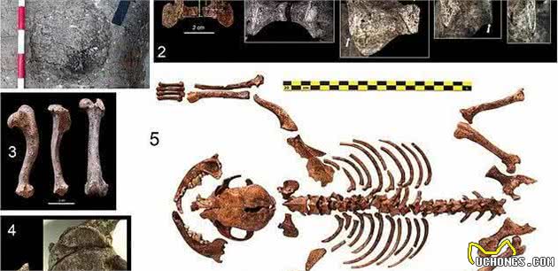 西班牙考古出2千年前小狗遗骸，成古罗马养宠证明，宠物地位不高