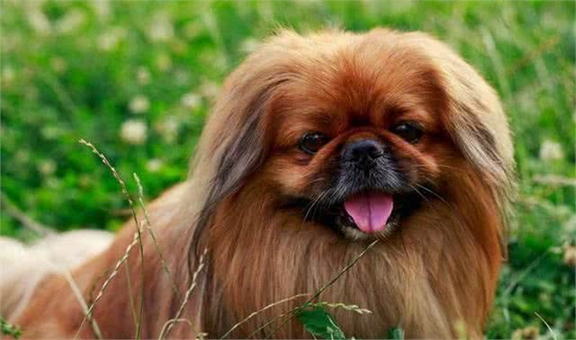 西班牙考古出2千年前小狗遗骸，成古罗马养宠证明，宠物地位不高