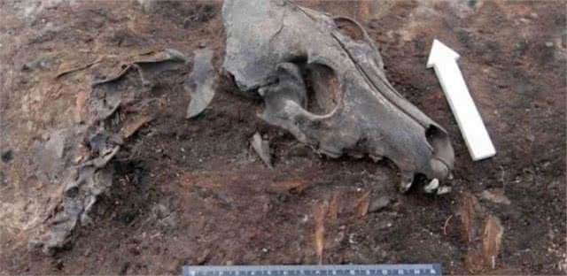 西班牙考古出2千年前小狗遗骸，成古罗马养宠证明，宠物地位不高